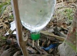 Above Ground Plastic Bottle and Cotton Bud Irrigation