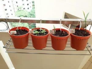 DIY Drip Irrigation for Potted Plants