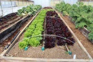 Drip Irrigation for Raised Garden Bed