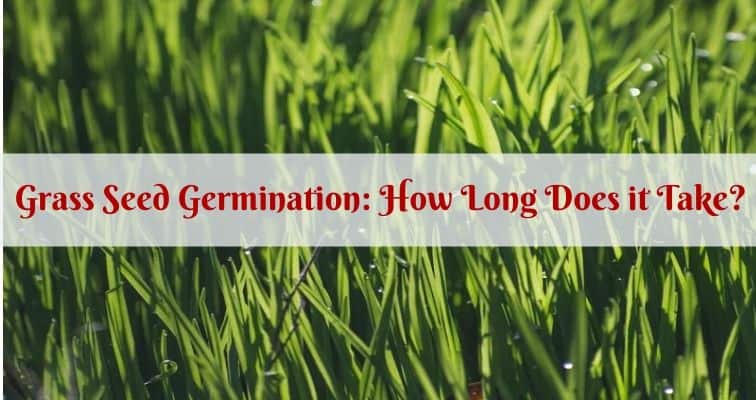 Grass Seed Germination How Long Does it Take