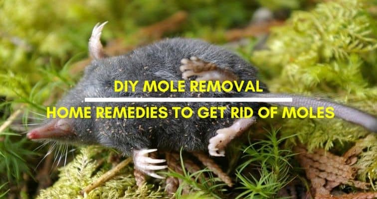 Home Remedies to Get Rid of Moles