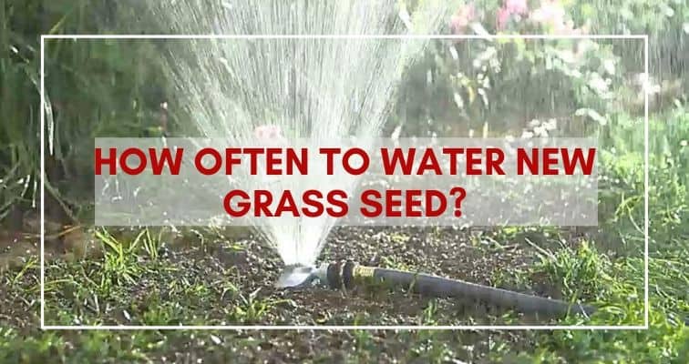 How Often to Water New Grass Seed