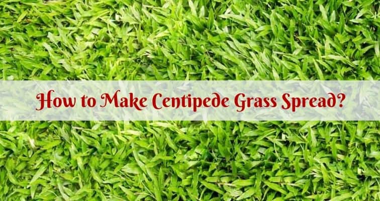How to Make Centipede Grass Spread