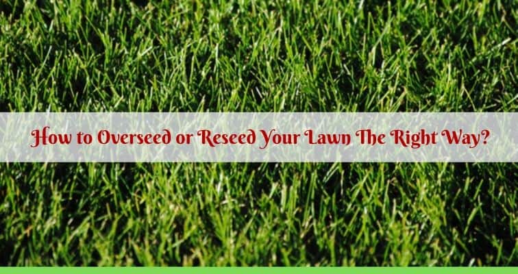 How to Overseed or Reseed Your Lawn The Right Way?