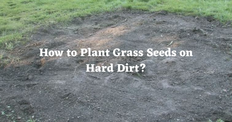 How to Plant Grass Seeds on Hard Dirt