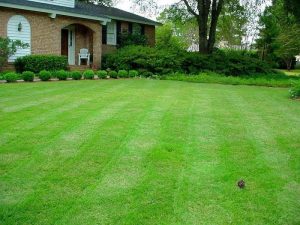 Overseed the lawn during dry seasons