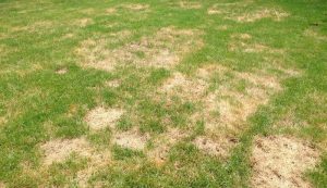 Patching of a bare lawn
