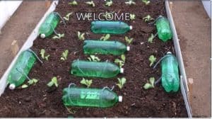 Plastic Bottle and Rope Drip Irrigation System