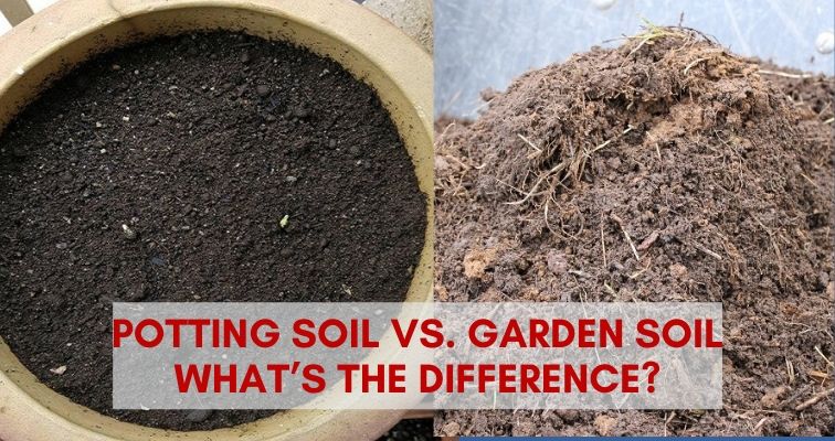 Potting Soil vs. Garden Soil