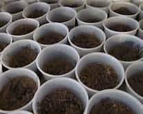 Potting soil Contains chemical fertilizers and crystals