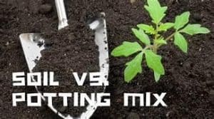 Soil vs Potting mix