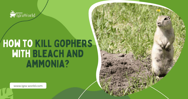 How to Kill Gophers with Bleach and Ammonia?