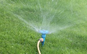 Water the lawn