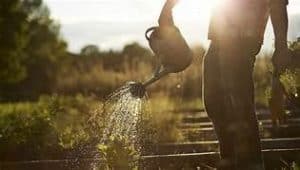 Watering grass seeds after seeding