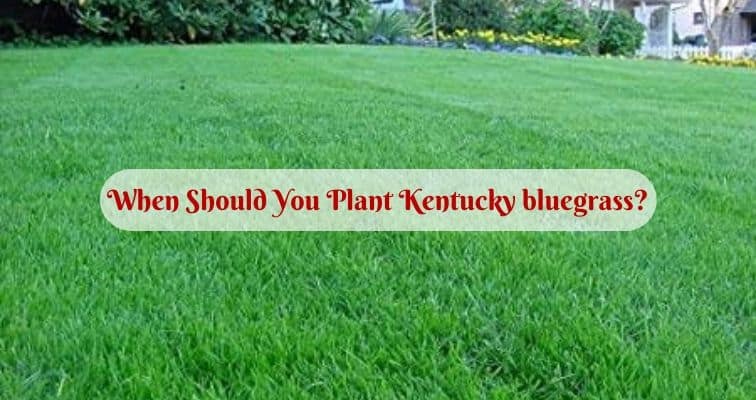 When Should You Plant Kentucky bluegrass