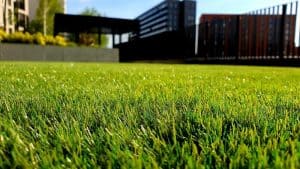When to Overseed lawns