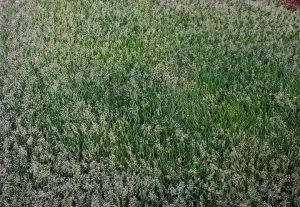 cool-season lawn grass