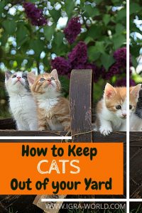 how to keep cats out of yard