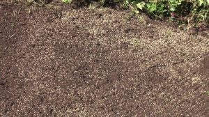 moist and well-drained soil for kentucky bluegrass