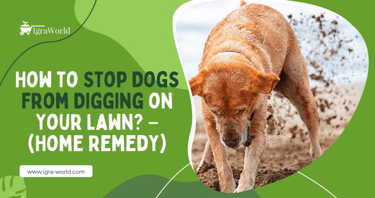 How to Stop Dogs From Digging on Your Lawn? - Igra World