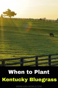 when to plant Kentucky Bluegrass