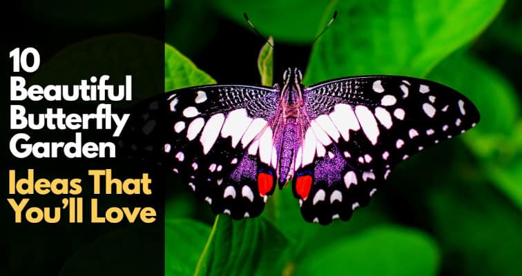 10 Beautiful Butterfly Garden Ideas That You’ll Love