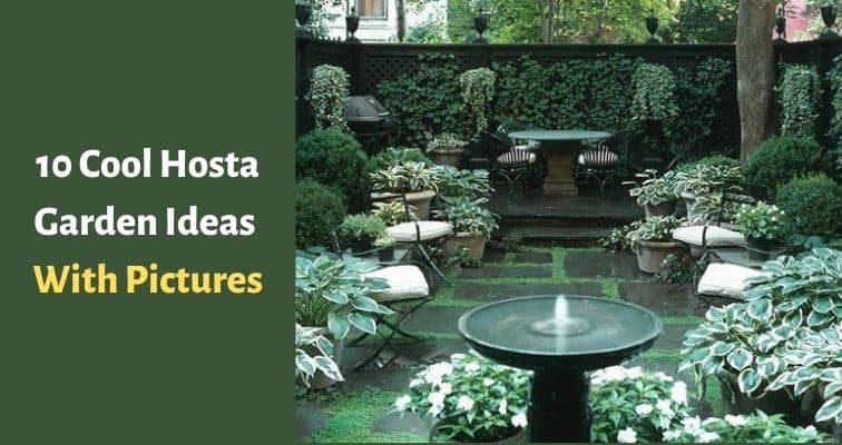 10 Cool Hosta Garden Ideas