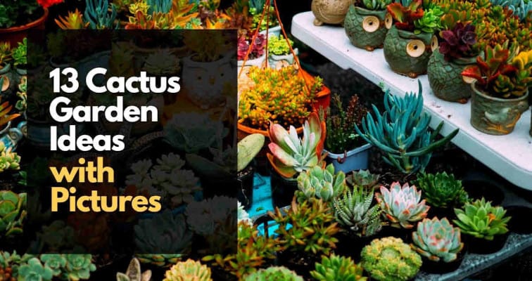 13 Cactus Garden Ideas with Pictures