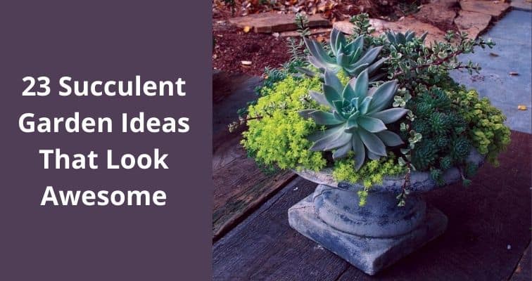 23 Succulent Garden Ideas That Look Awesome