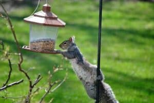 A Squirrel in Bird Feeders