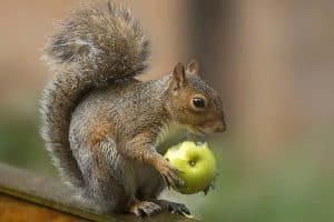 A Squirrel is eating apple