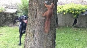 A dog is chasing a Squirrel