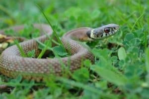 A snake in the garden