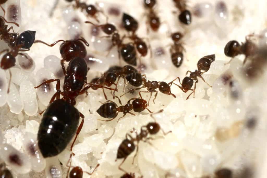 Crematogaster (acrobat ant)