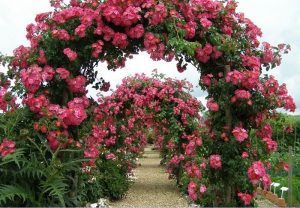 Entryway Rose Garden