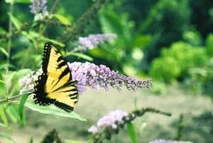 Fill Up Your Garden With Butterfly Bush