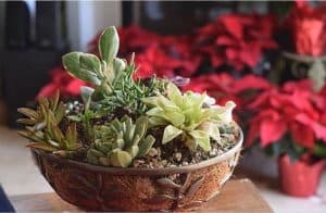 Grow Cactus and Succulent in Pots