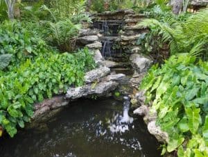 Grow Tropical Plants Along a Water Body