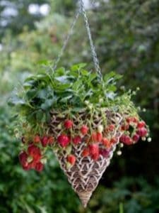 Hanging Cone Basket