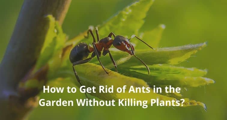 How to Get Rid of Ants in the Garden Without Killing Plants?