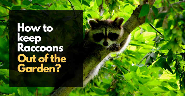 How to Keep Raccoons Out of the Garden