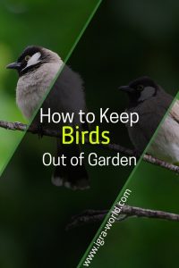 How to keep Birds out of garden