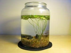 Indoor DIY Pond in a jar