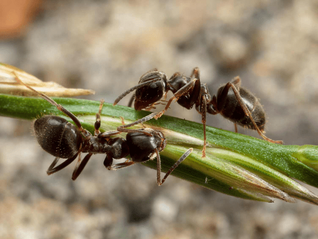 Lasius Niger ant