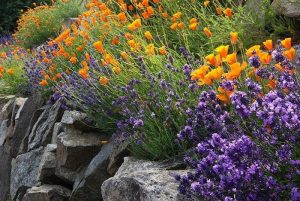 Lavender Rock Garden