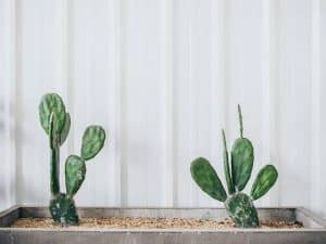 Minimalistic Cactus Idea