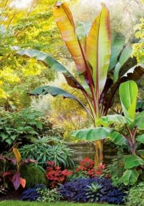 Mix Tropical Plants of Different heights