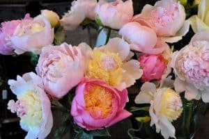 Peonies and Roses
