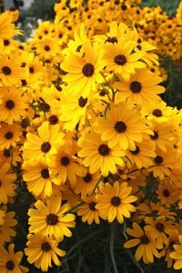 Plant Perennial Sunflowers
