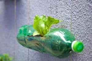 Plant your Plastic Bottle Garden